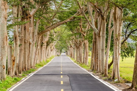 Dream Field, Luye, 台湾