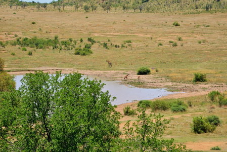 Tshukudu Bush Lodge, Ledig, South Africa