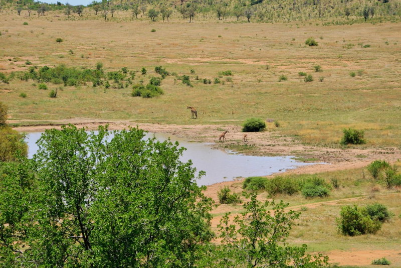 Tshukudu Bush Lodge, Ledig, South Africa