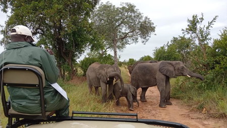 Elephant Plains Game Lodge, Sabi Sand Game Reserve, South Africa