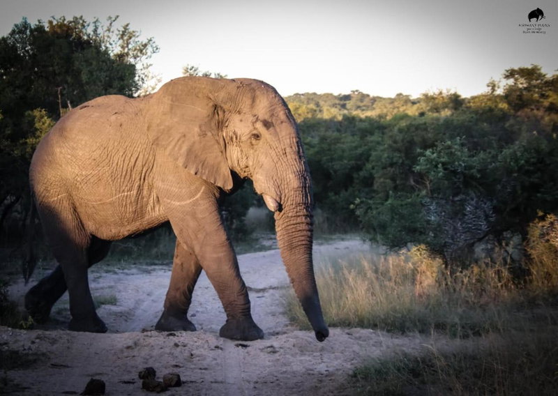 Elephant Plains Game Lodge, Sabi Sand Game Reserve, South Africa