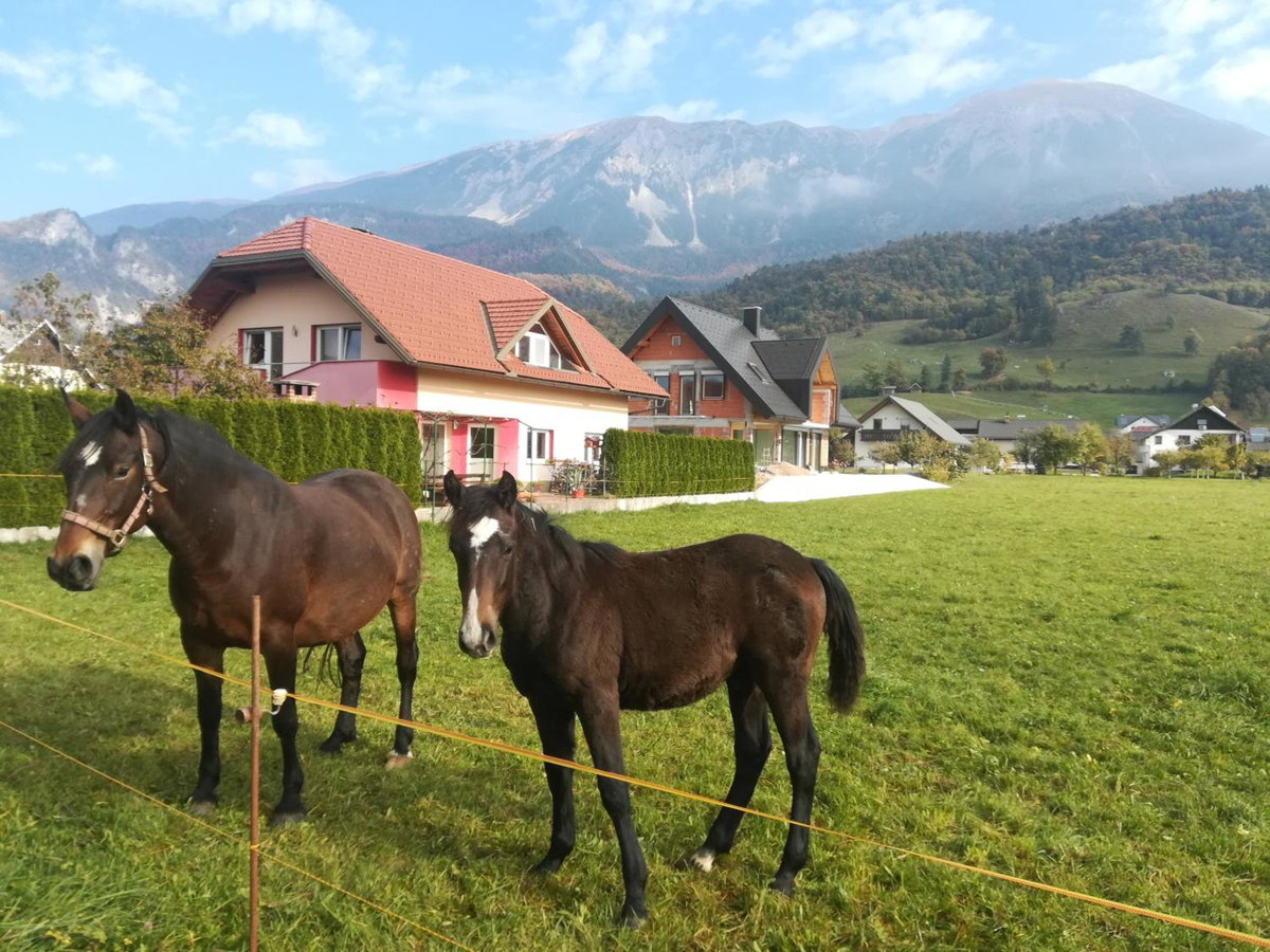 Hotel · Apartment Marjetka, Kranj