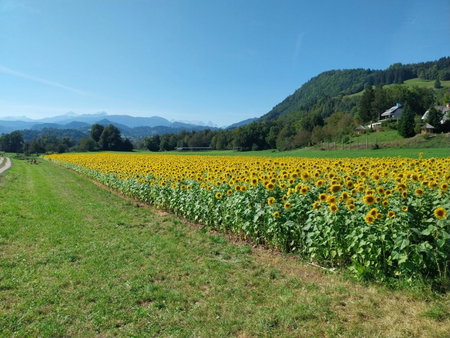 Sobe U Sirrc, Kranj, Slovenia