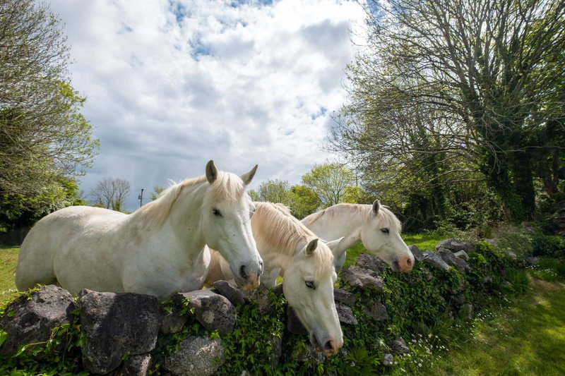 Luxury Apartment, bed and breakfast, Galway, Ireland