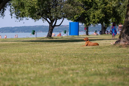 Aranypart Camping, Siofok, Hungary