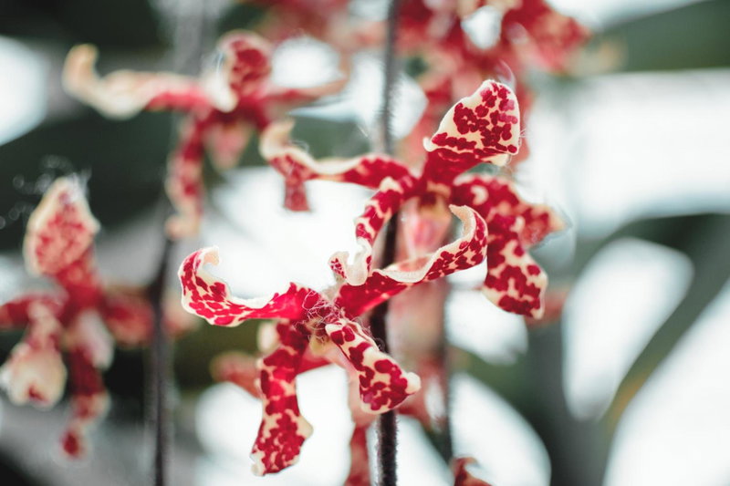 Villa Orchid Garden Riverside Hoi An, Hoi An, Việt Nam