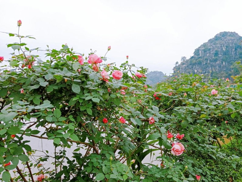 Ninh Binh Green Farmstay, Ninh Binh, Việt Nam