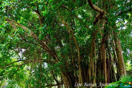 Lipe Banyan Apartments, Ko Lipe, ประเทศไทย
