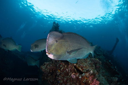 Bali Dive Resort Amed, Amlapura, 인도네시아 공화국