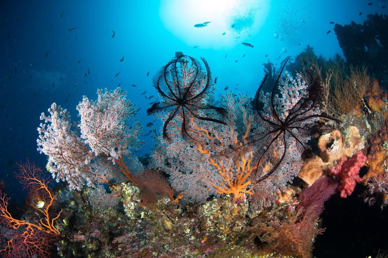 Bali Dive Resort Amed, Amlapura, 인도네시아 공화국