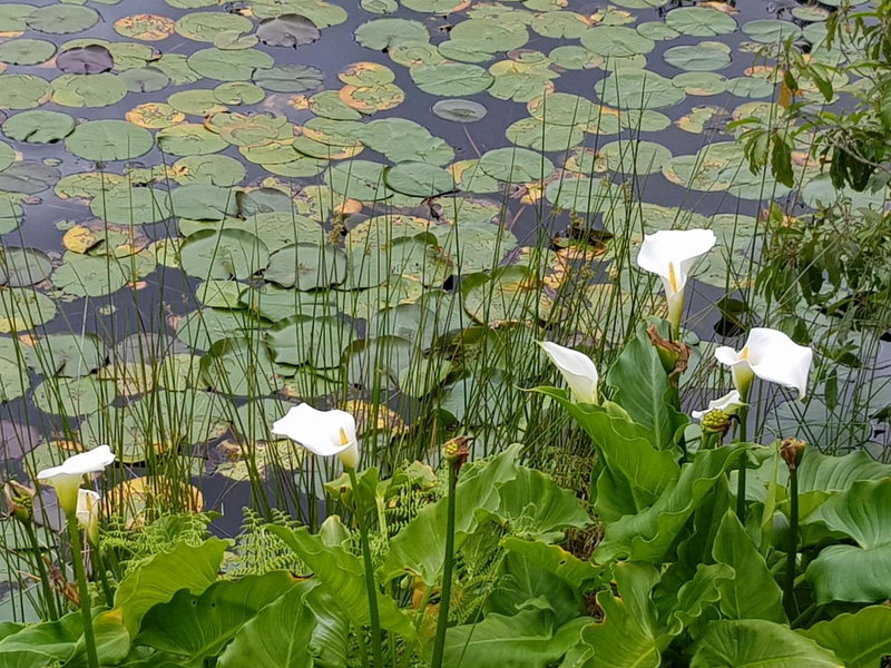 Lily Pond Country Lodge, Plettenberg Bay, South Africa