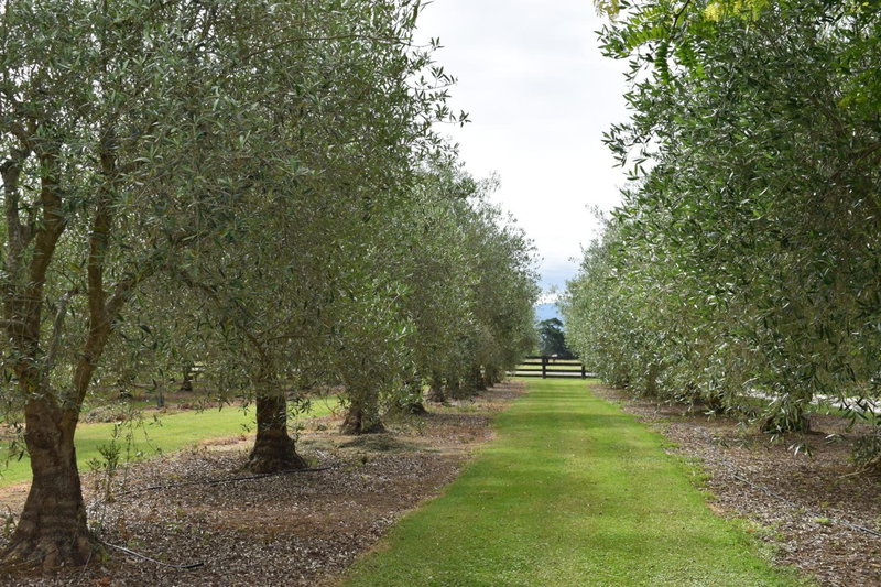 Olivista, Masterton, New Zealand