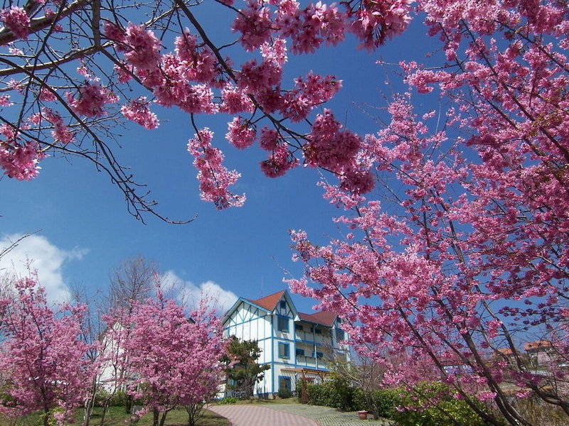 Baili Manor Cing Jing, Puli, 台湾