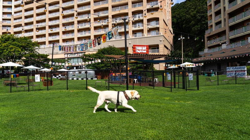 Sono Pet Clubs & Resorts VivaldiPark, Hongch'on, 대한민국