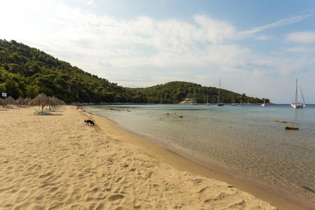 Pine Tree Boutique Apartments, Saplunara, Croatia