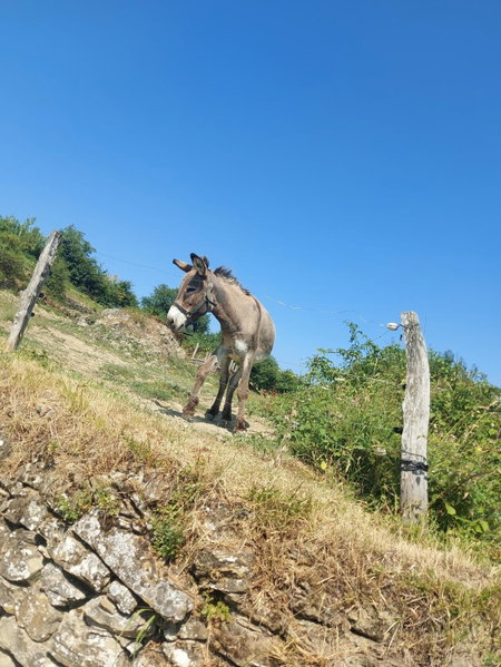 Bitini Farm Apartment, Koper, Eslovenia