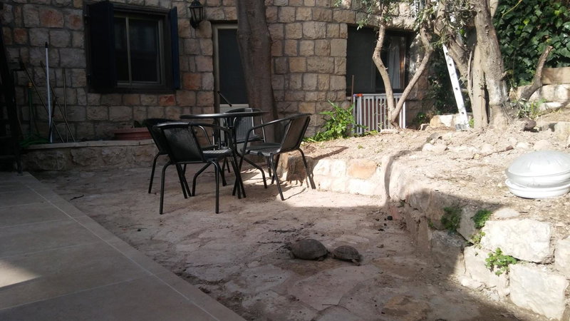 Myrtle the Turtle Guesthouse, Safed, Israel
