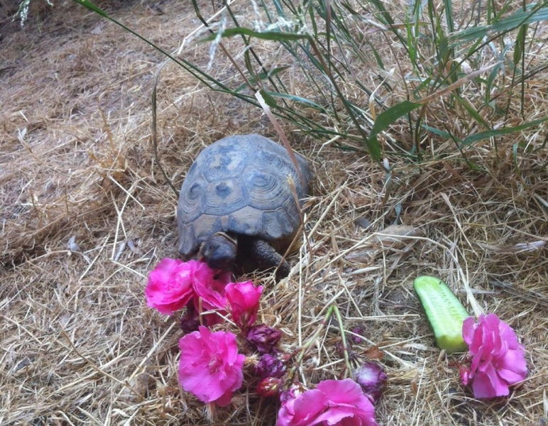 Myrtle the Turtle Guesthouse, Safed, Israel