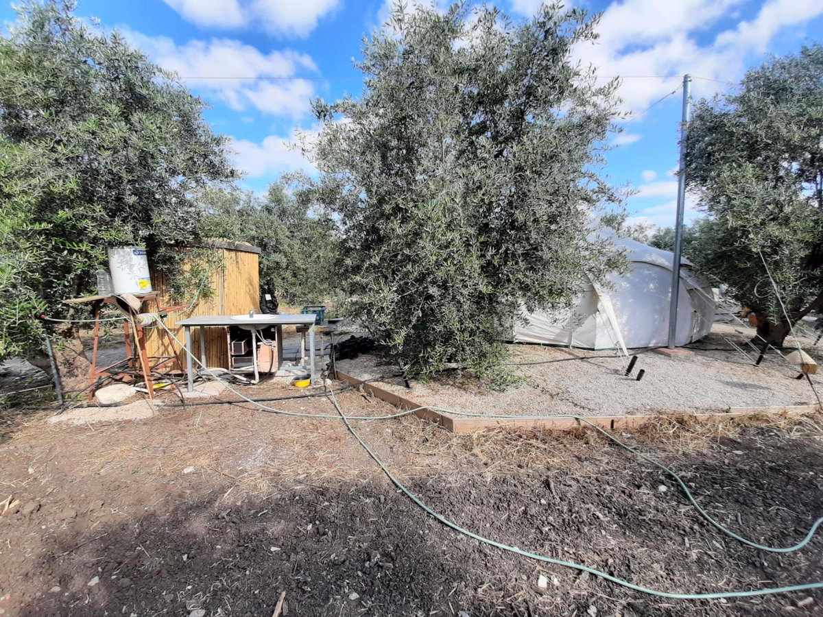 אוהל הזית, Israel