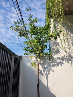 Noi Bai Flight Path Homestay, Quang Minh, Vietnam