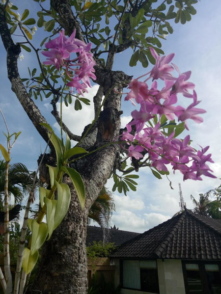 Bali Dyana Villas, Kuta, Indonesia