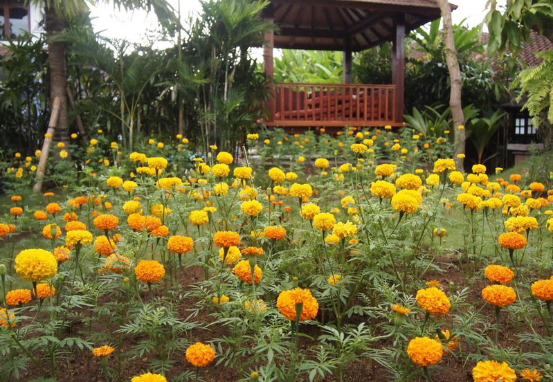 Yulia Village Inn Ubud, Ubud, Indonesia