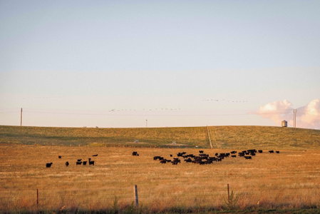 Rest at BoxGrove, Bathurst, Australia