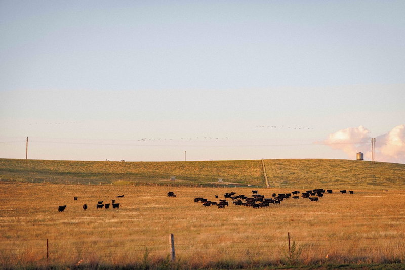Rest at BoxGrove, Bathurst, Australia