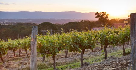 Wandin Valley Estate, Cessnock, Australia