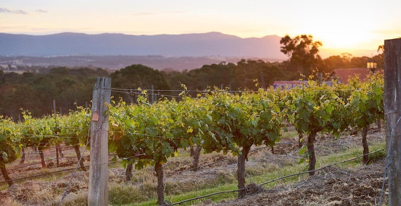 Wandin Valley Estate, Cessnock, Australia