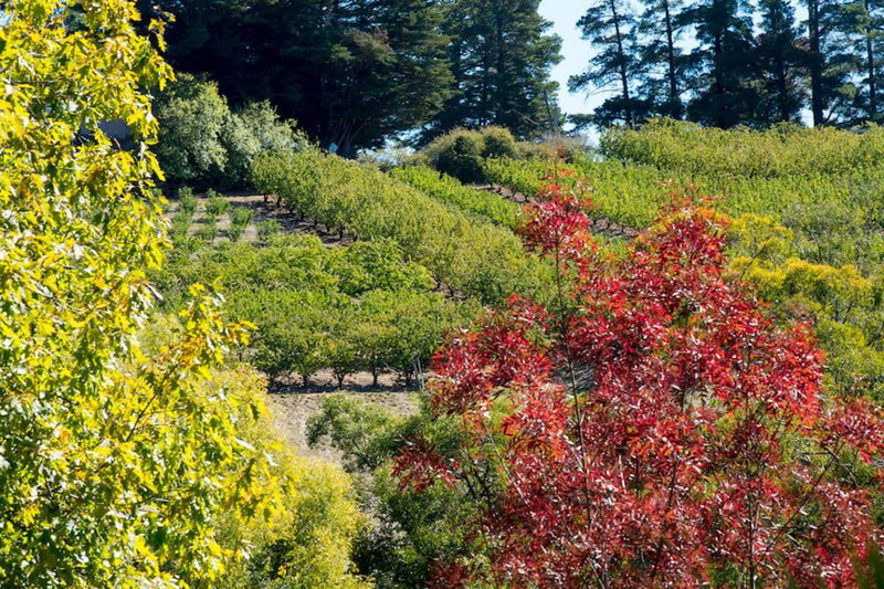 The Manor Basket Range, Adelaide Hills, Australia