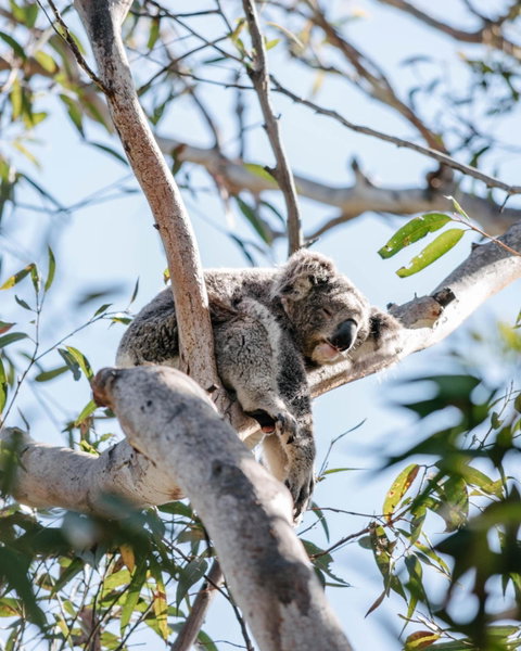 Port Stephens Koala Sanctuary, One Mile, Australia