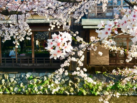 Yukari Kyoto, Kyoto, Japan