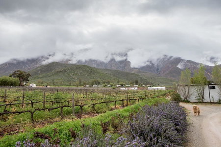 Leipzig Country House & Winery, Worcester, South Africa