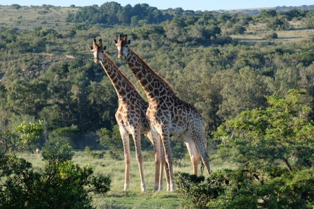 Seven Fountains Farm, Grahamstown, Южная Африка