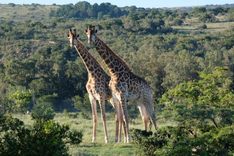 Seven Fountains Farm, Grahamstown, Южная Африка