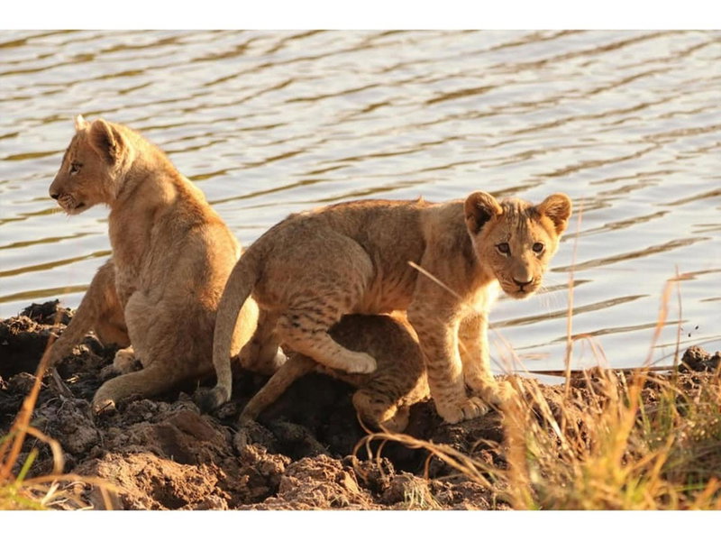 Honeyguide Ranger Camp, Golders Green, South Africa