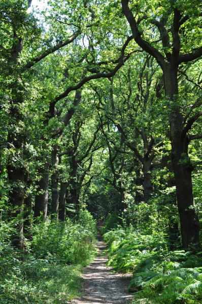 Gasterij Leyduin, Vogelenzang, Нидерланды