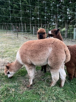 Ra-ata Farm, Rangiora, New Zealand