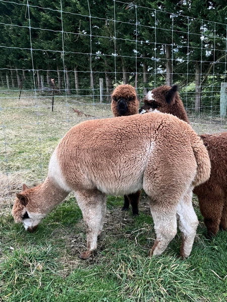 Ra-ata Farm, Rangiora, New Zealand