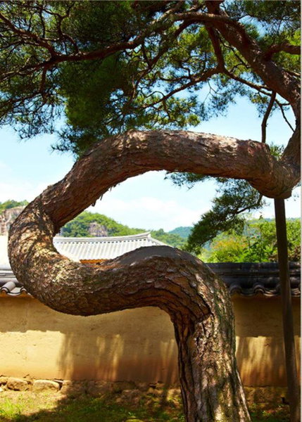 Bukchondaek, Andong, 대한민국