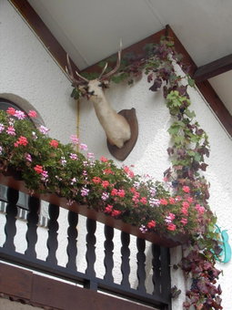 gasthof lederhose, Diepenbeek, Belgien