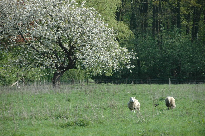Gastenlogies Blauwe Schaap, Ranst, Belgien