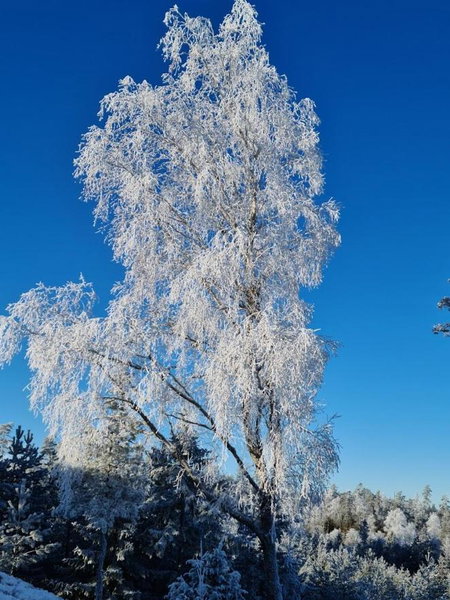 Lillesjö stuguthyrning, Bäckefors, Sweden