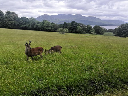 Cedar Lodge, Killarney, Ireland
