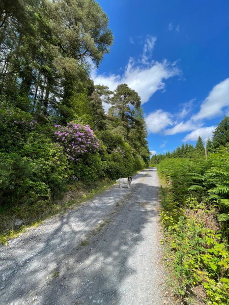 Deerbrook House B&B, Cluain Meala, Irlande