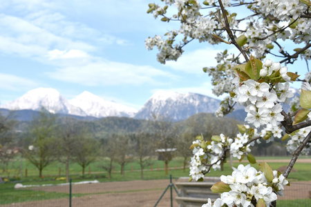 Lesnavesna designer Apartment with a garden, Visoko, Eslovenia