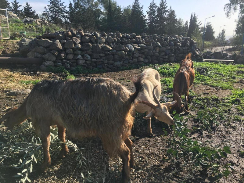 suite truck- Natura Eco farm, Tiberias, Israel