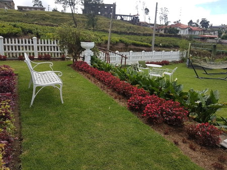 The Tea Garden, Nuwara Eliya, Sri Lanka