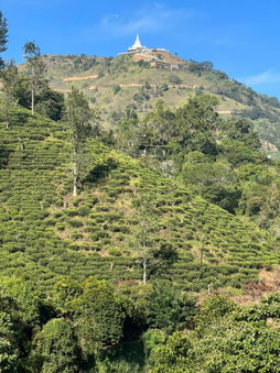 Wild Resort Ella, Badulla, Sri Lanka